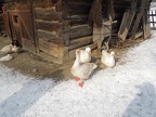 DSCN7194